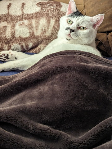 布団に入って振り返る猫