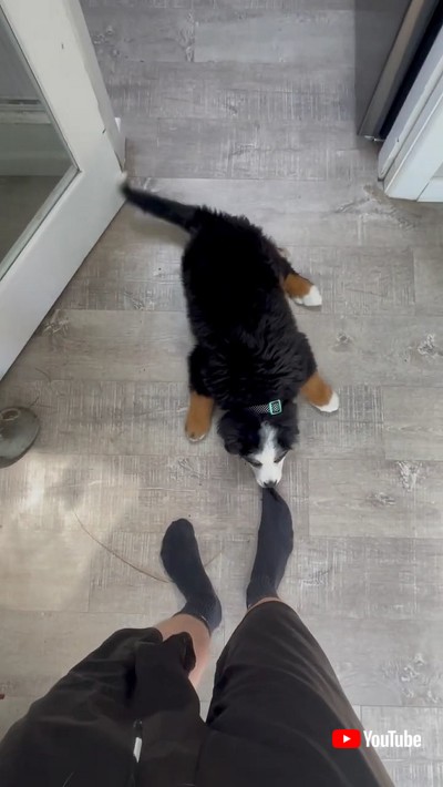 出掛けてほしくない子犬