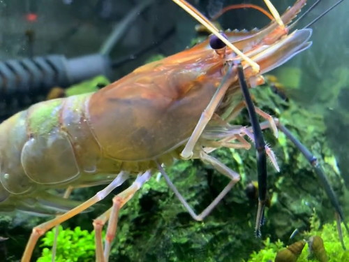 奥まで掃除するエビ