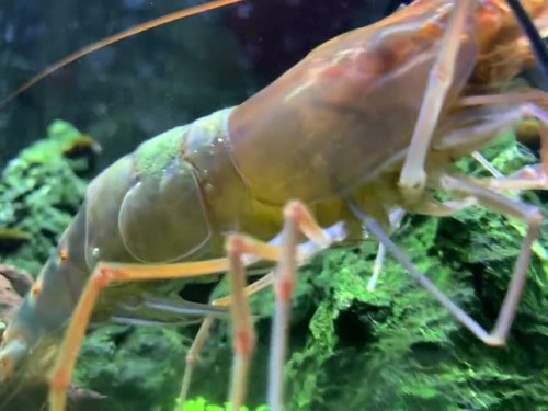 奥まで掃除するエビアップ