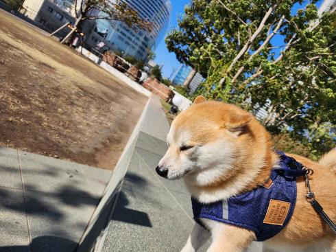 柴犬の強風オールバック