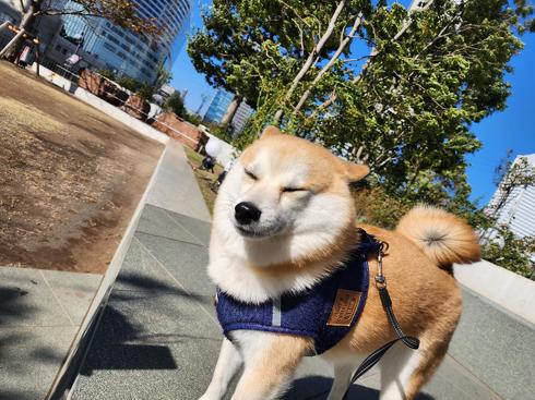 柴犬の強風オールバック