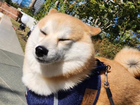 柴犬の強風オールバック
