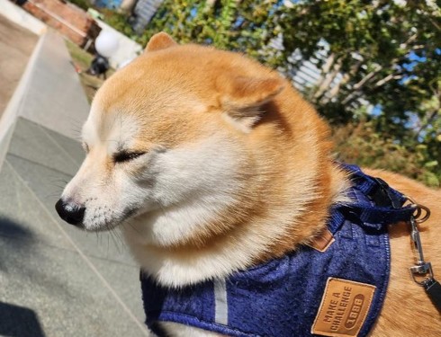 柴犬の強風オールバック