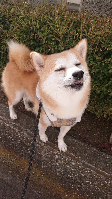 柴犬の強風オールバック