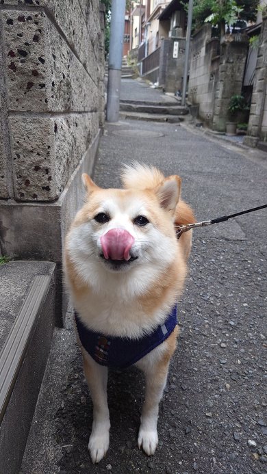 柴犬の強風オールバック