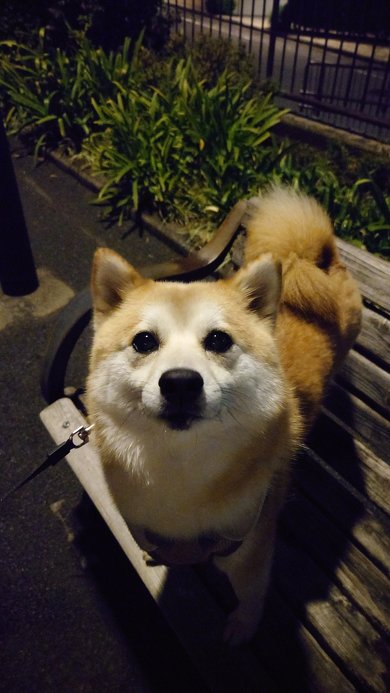柴犬の強風オールバック