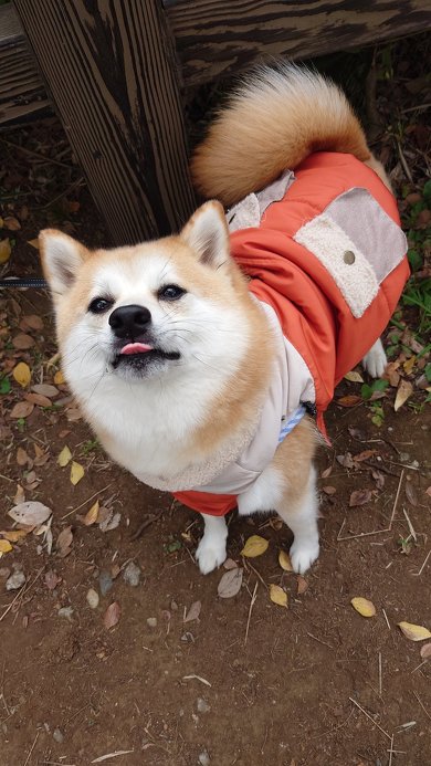 柴犬の強風オールバック