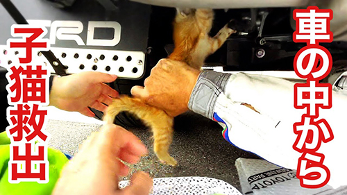 猫を保護