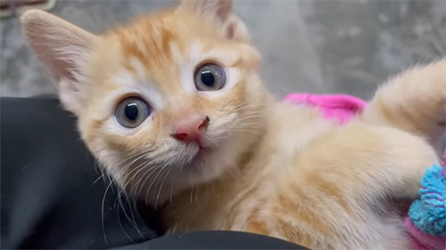 子猫の顔アップ