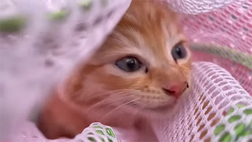 ネットの中の子猫の顔アップ