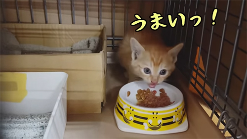 ごはんを食べる猫