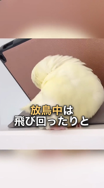 放鳥中のサザナミインコ