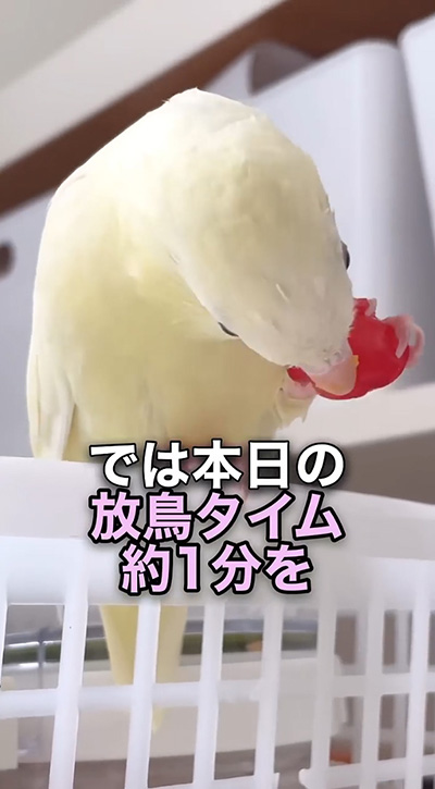 本日の放鳥タイム