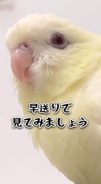 あくび後の鳥