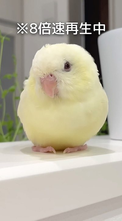 8倍速でやや体を起こしている鳥