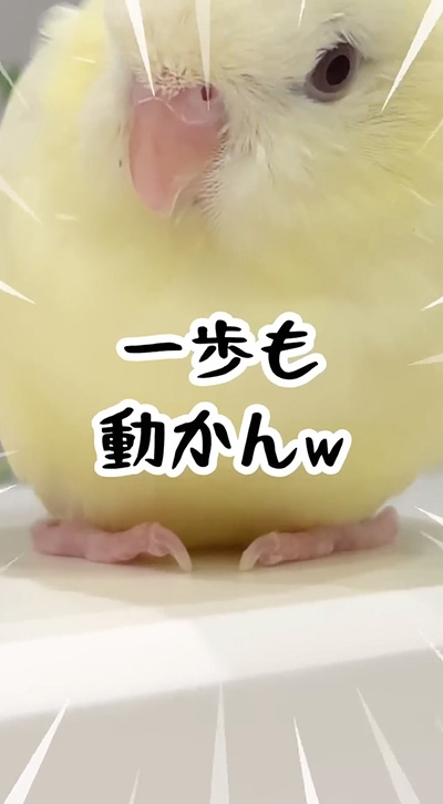 一歩も動かん鳥