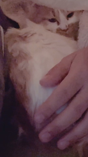 「パパ人気のひみつ」