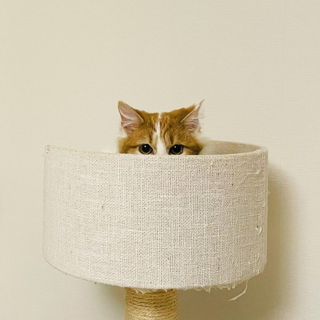 タイラーちゃん