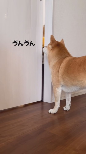 お見通しのさくちゃん