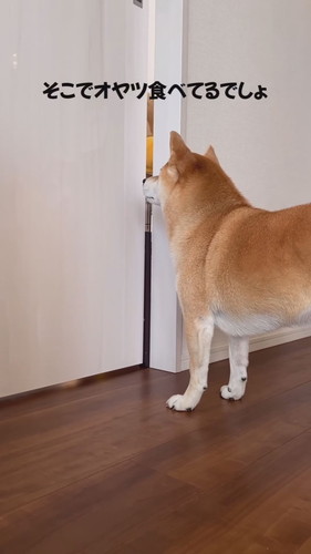 お見通しのさくちゃん