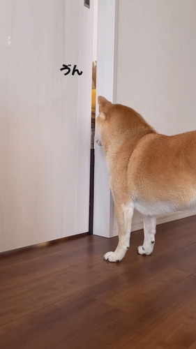 お見通しのさくちゃん