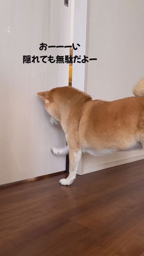 お見通しのさくちゃん