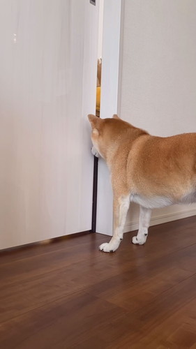 お見通しのさくちゃん