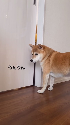 お見通しのさくちゃん