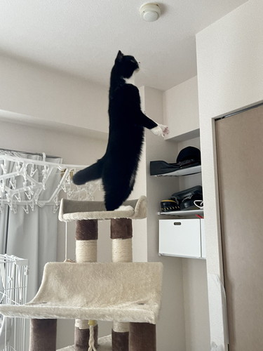 2本足立ちするたろうくん