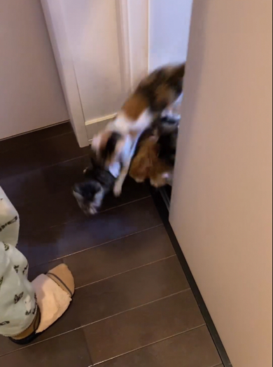 扉を開けると勢いよく飛び出して来る子猫ちゃんたち