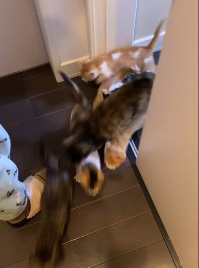 まるで雪崩のように出て来る子猫ちゃんたち