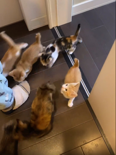 ご飯が待ちきれない子猫ちゃんたち