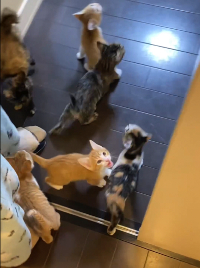 かわいい声で大合唱する子猫ちゃんたち