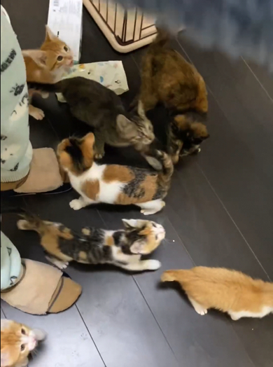 ちょこちょこついて来る子猫たちにキュン