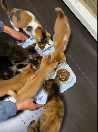 ご飯を置いた瞬間、子猫たちの大合唱が止まります
