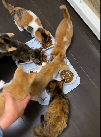 子猫ちゃんたちを配置し直す飼い主さん