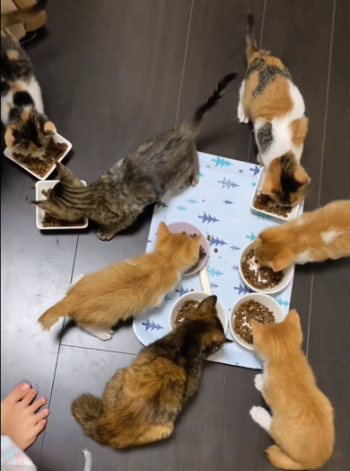 元気もりもりにご飯を食べる子猫ちゃんたち