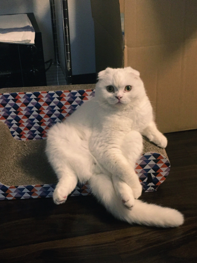 ソファを使いこなすスコティッシュフォールド