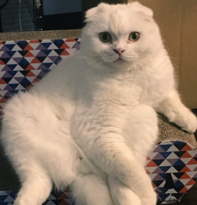 堂々としたたたずまいのスコティッシュフォールド