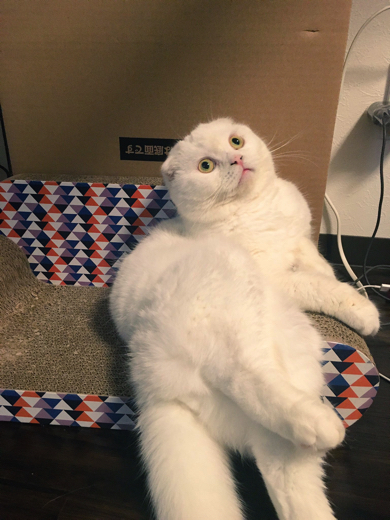 ソファの背もたれに寄っかかるスコティッシュフォールド