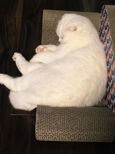 ソファを満期するスコティッシュフォールド