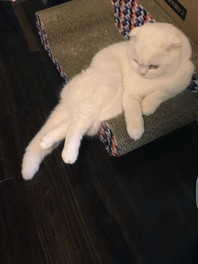 足を組む姿がセクシーなスコティッシュフォールド