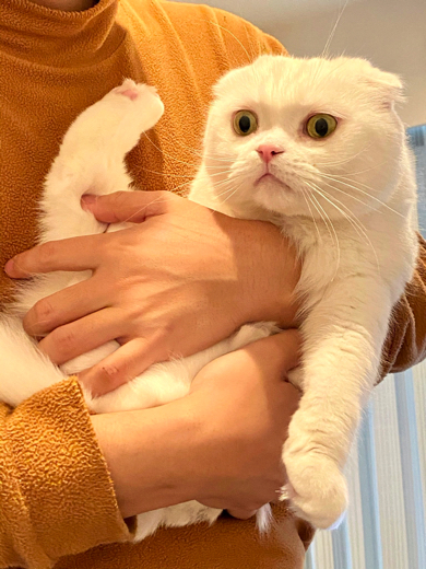抱っこが大嫌いなスコティッシュフォールド