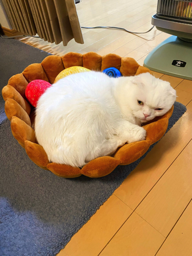 期間限定フルーツタルト猫