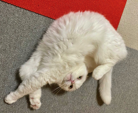 猫ヨガを披露するスコティッシュフォールド