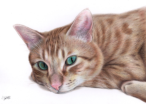 色鉛筆で描かれた猫