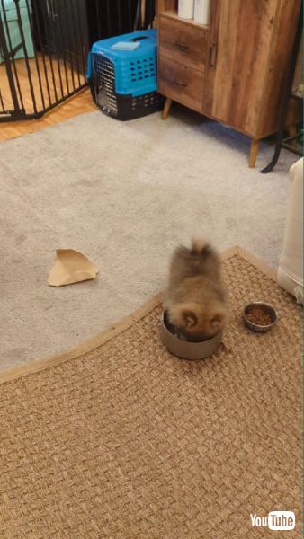 ボウルの水で遊ぶワンコ