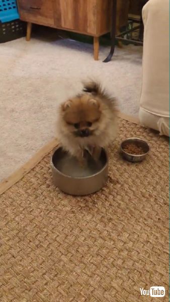 びしょぬれのワンコ