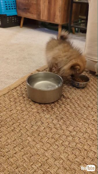 びしょ濡れのままエサを食べるワンコ